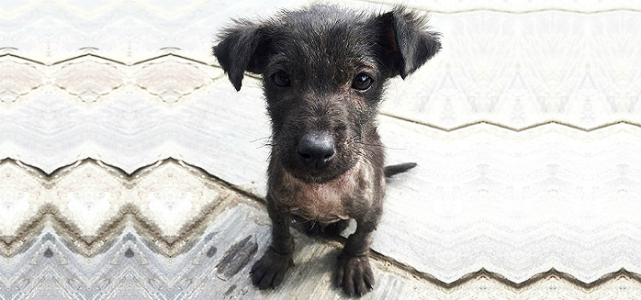 Puppy from Dog Star Foundation