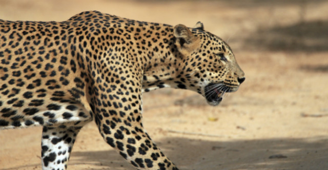 Leopard being a predator n stuff